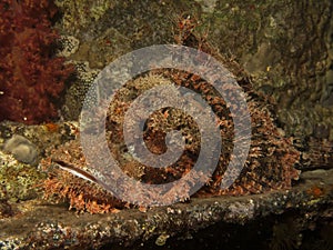 Smallscale scorpionfish