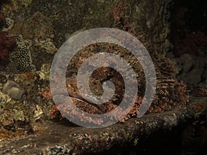 Smallscale scorpionfish photo