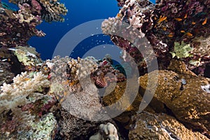 Smallscale scorpionfish and tropical reef in the Red Sea.