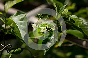 Smallwhite flower name is Vallaris glabra photo