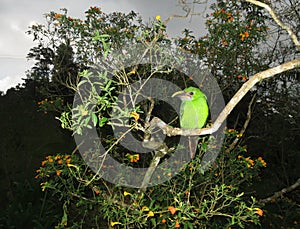 Smaragdarassari, Emerald Toucanet, Aulacorhynchus prasinus