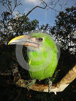 Smaragdarassari, Emerald Toucanet, Aulacorhynchus prasinus