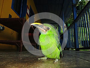 Smaragdarassari, Emerald Toucanet, Aulacorhynchus prasinus