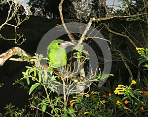 Smaragdarassari, Emerald Toucanet, Aulacorhynchus prasinus