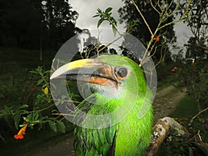 Smaragdarassari, Emerald Toucanet, Aulacorhynchus prasinus