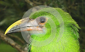 Smaragdarassari, Emerald Toucanet, Aulacorhynchus prasinus