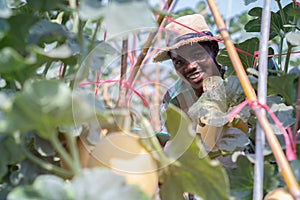 Smart african farmer wearing hat using tablet for melon research on organic farm. Concept of modern agriculture or cultivation
