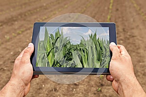 Smart agriculture. Farmer using tablet corn planting. Modern Agriculture concept.