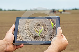 Smart agriculture. Farmer using tablet. Frost damage to plants.