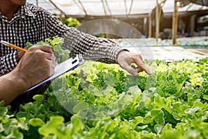 Smart agriculture technology concept - Farmer monitoring organic hydroponic red oak in plant nursery farm. Smart agriculture