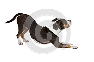 Smart american staffordshire terrier