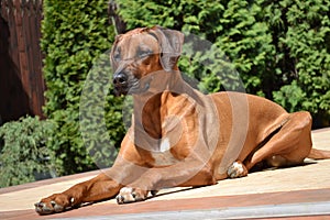 Smart attentive dog Rhodesian Ridgeback