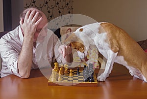 Smart basenji dog desperately thinking about next move