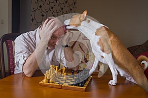 Smart basenji dog desperately trying to calm down its opponent
