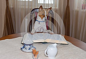 Smart basenji dog reading big book while sitting on a chair at the table