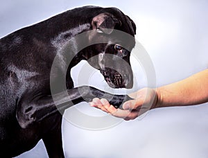 Smart Black dog put the leg on human hand to show animal friend photo