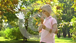 Smart boy viewing leaf through magnifying glass, studying environment, hobby