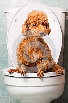 Smart brown poodle dog pooping into toilet bowl