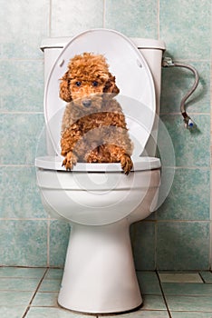 Smart brown poodle dog pooping into toilet bowl