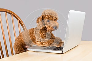 Smart brown poodle dog typing and reading laptop computer on table