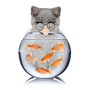 Smart cat fish concept