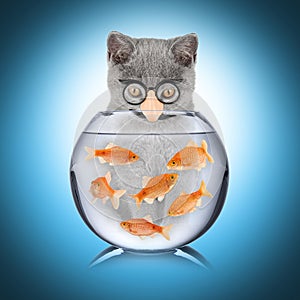 Smart cat fish concept