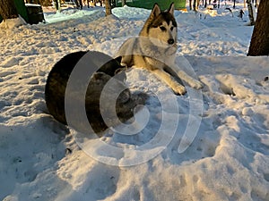 Smart couple Siberian husky dog sitting on snow in winter forest.