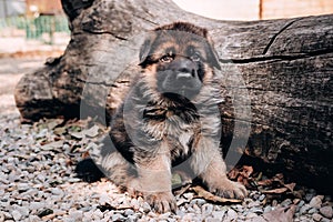 Smart curious puppy with big eyes. A beautiful little black - and-red German shepherd puppy sits in nature against the background