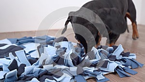 Smart dachshund dog is looking for delicious dried treats in soft washable textile snuffle mat and eating them, running