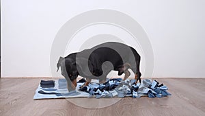 Smart dachshund dog is looking for delicious dried treats in soft washable textile snuffle mat and eating them, running