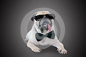 Smart detective cute pug dog with sunglasses and suit Bow Tie.