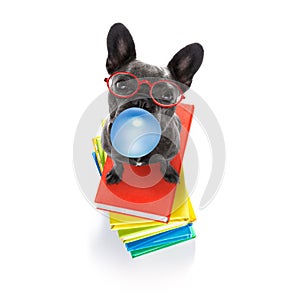 Smart dog and books, chewing bubble gum