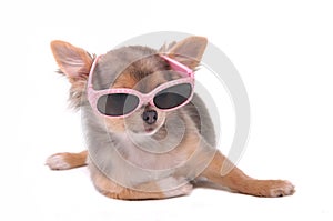 Smart dog.Chihuahua Puppy With Sunglasses