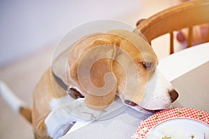 Smart dog eating from table