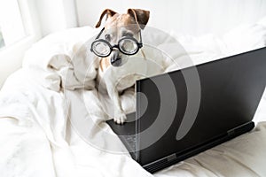 Smart dog in glasses bed working with laptop computer.