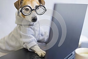 Smart dog in glasses working with computer.