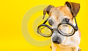 Smart dog in glasses on yellow backgeound. Horizontal banner. Back to school theme.