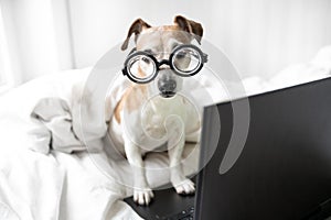 Smart dog Jack Russell terrier with glasses and computer looking to camera.