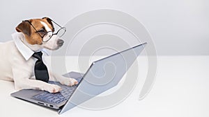 Smart dog jack russell terrier in a tie and glasses sits at a laptop on a white background.