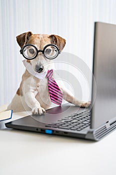 Smart dog office worker using laptop at work desk online consultation