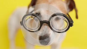 Smart dog professor wearing nerd glasses.