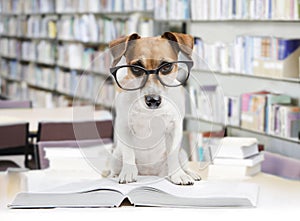 Smart dog reading book