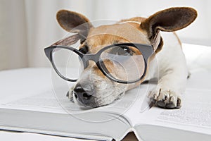 Smart dog reading book