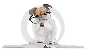 Smart dog reading book