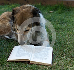 Smart dog reading a book