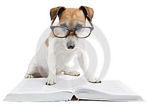 Elegante el perro lectura un libro 