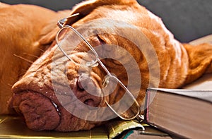 Smart Dog Sleeping in Books