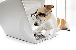 Smart dog working with pc photo