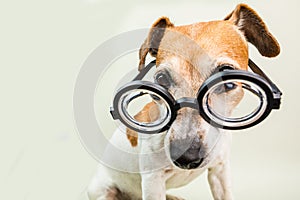 Smart educated dog in glasses. Funny pet jack russell terrier