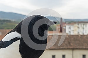 Smart eurasian magpie (Pica pica) posando para la camara en una cornisa de piedra. Young beautiful intelligent raven photo